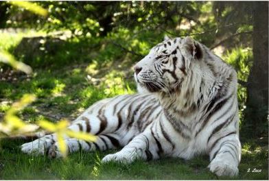 Tigre blanc au Domaine des Fauves, parc animalier proche du Lac de Paladru